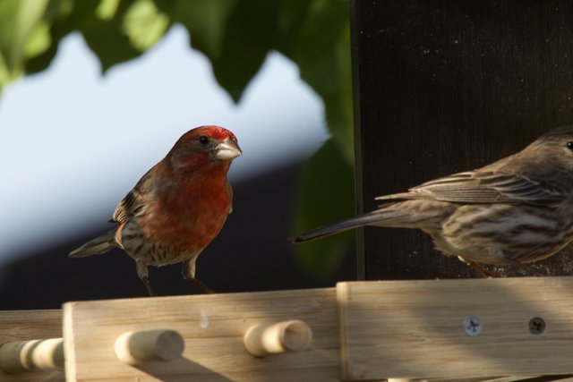 Feathered Companions