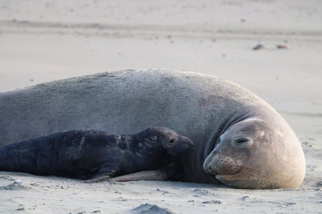 Elephant Seal Mother and Pup Resting on Beach