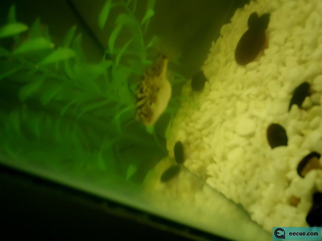 Aquatic Life in a Fish Tank