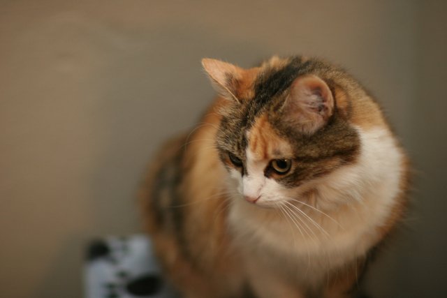 A Feline Observer