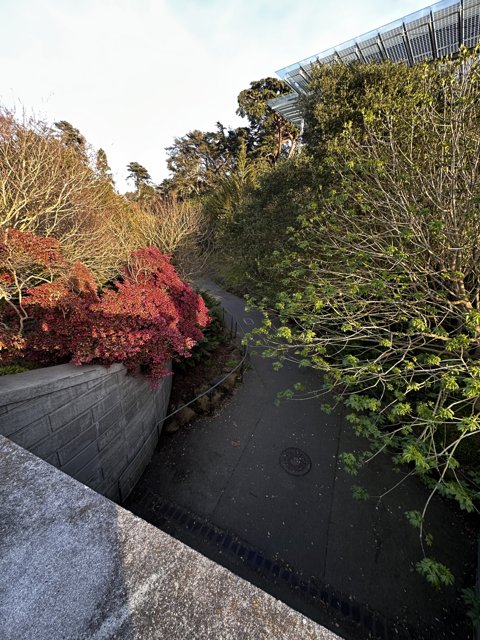 Serene Garden Pathway in Golden Gate Park