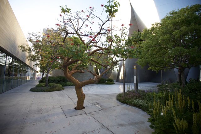 Red Flowered Tree in Courtyard
