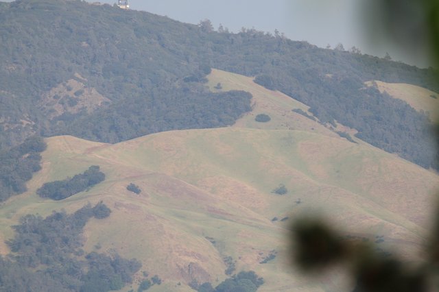 Rolling Golden Hills with Scattered Oak Trees