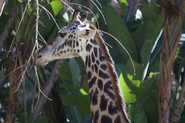 Snack Time: A Giraffe Enjoying Some Foliage