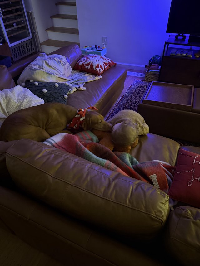 Cozy Pillow Fort Setup in Purple-Lit Living Room