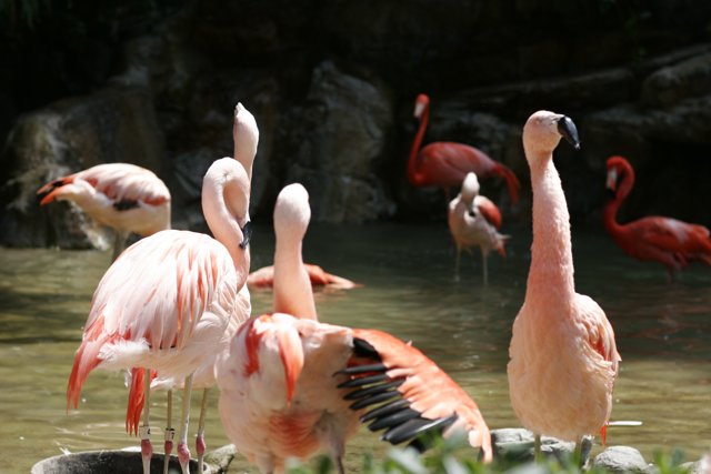 Flock of Flamingos near the rocks
