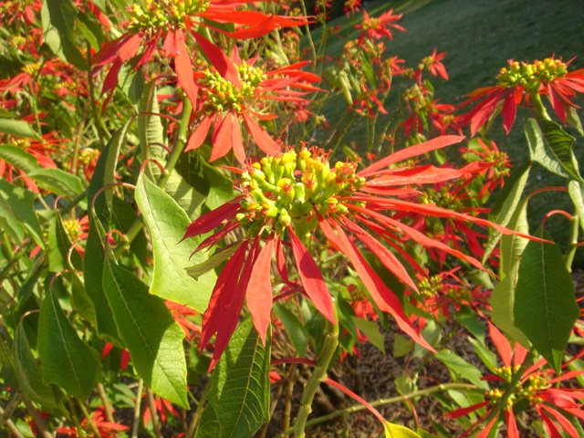 Vibrant Red Acanthaceae Flower with Yellow Centers