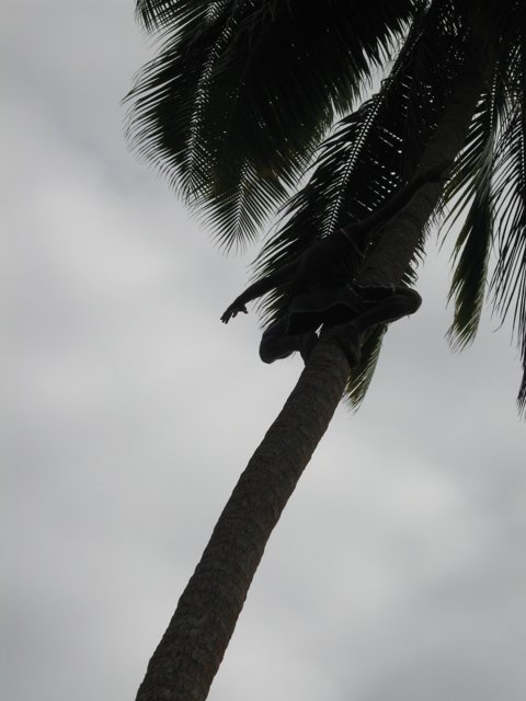 Scaling the Palms