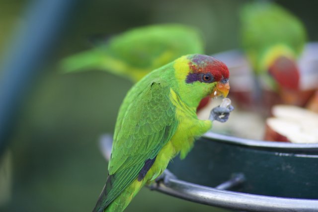 Hungry Parakeet