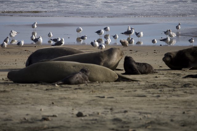 Elephant Seals Resting at Drakes Beach with Seagulls