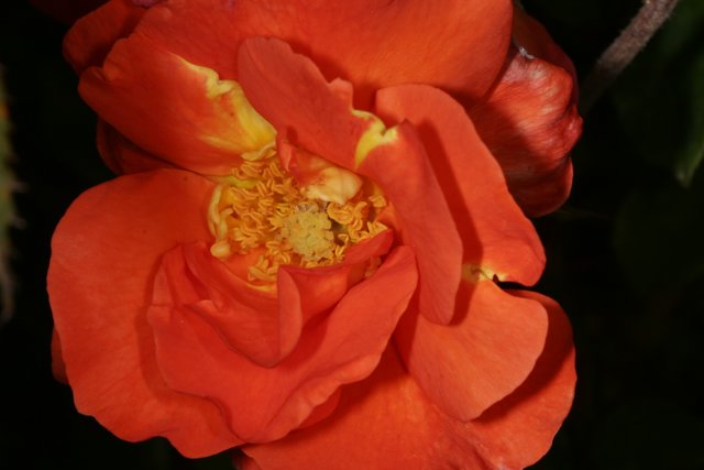 Orange Beauty Blooms