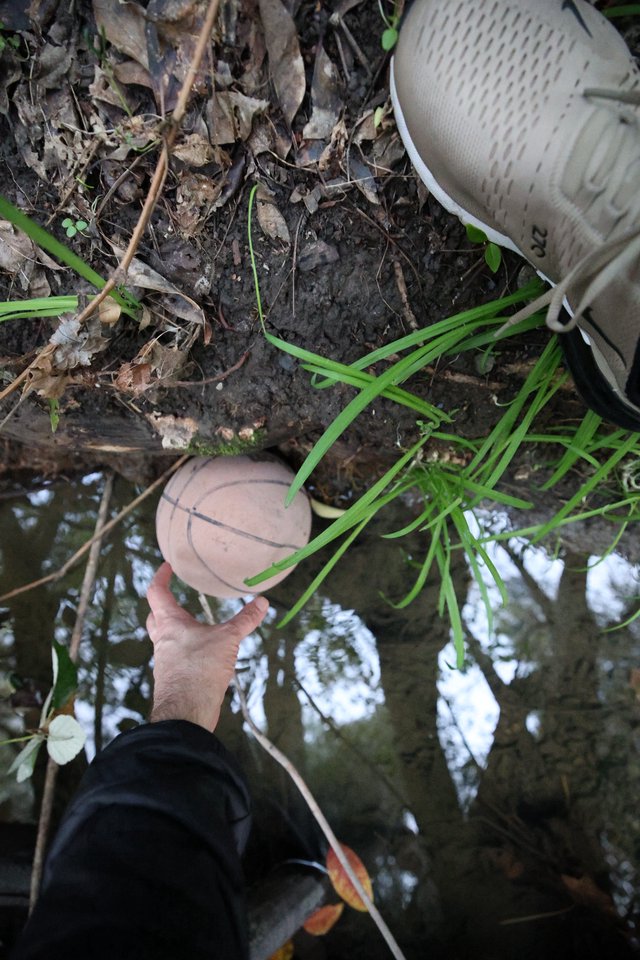 Discovering a Wild Mushroom in the Forest