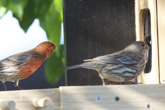 Feathered Meeting at the Feeder