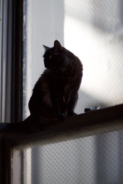 Silhouette of a Black Cat