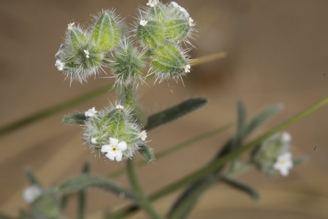 Desert Sprout with White Blooms