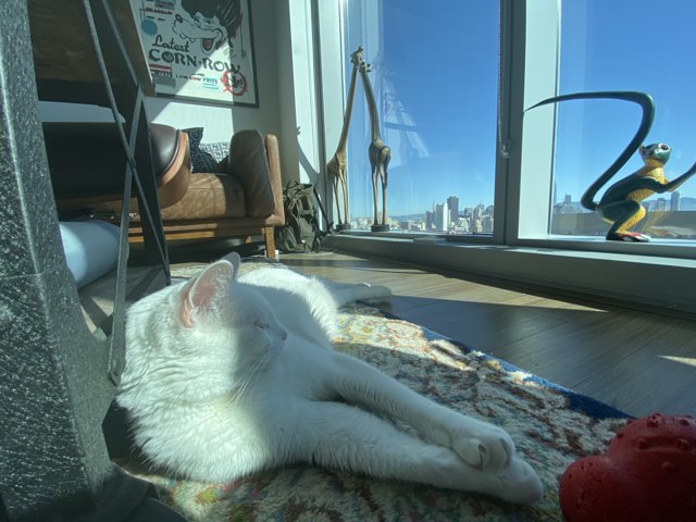 A White Cat Sunning in a San Francisco Living Room