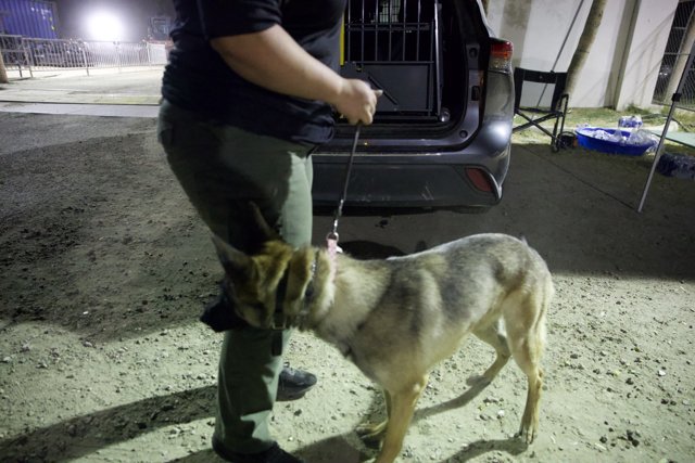 Duty Calls: A Night Scene with a Police Dog at Coachella 2024