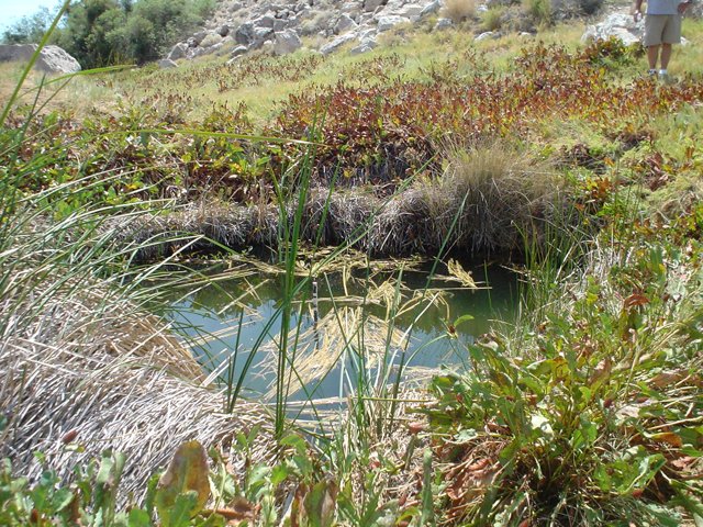 Serene Pond in a Natural Wilderness
