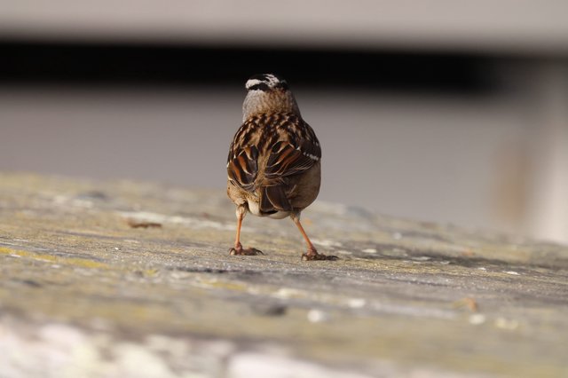 White-crowned Sparrow on Weathered Wooden Deck