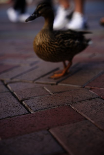 Duck Encounter at Disneyland