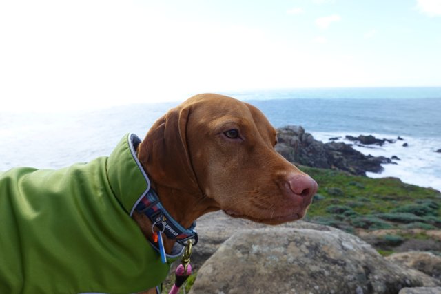 Fashionable Pup on the Rocks