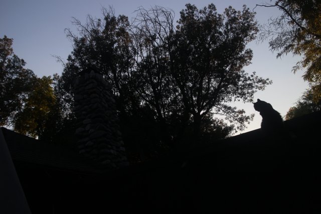 Silhouette of a cat on a tree-lined rooftop at dusk