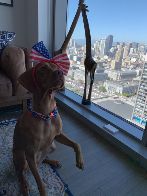 Patriotic Pup on the Couch
