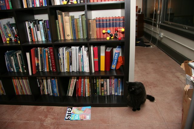 The Bookshelf Cat