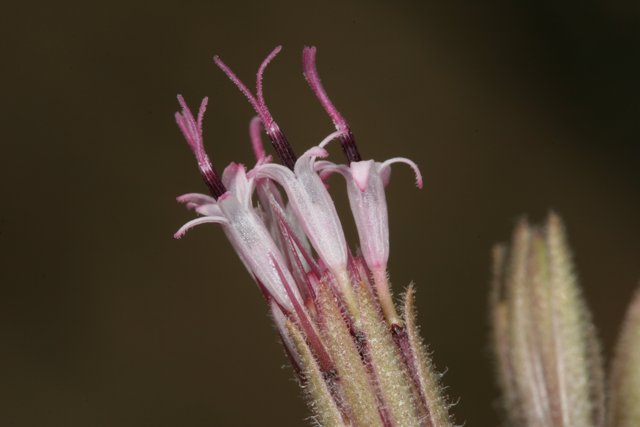 Pollen-Packed Geranium Flower