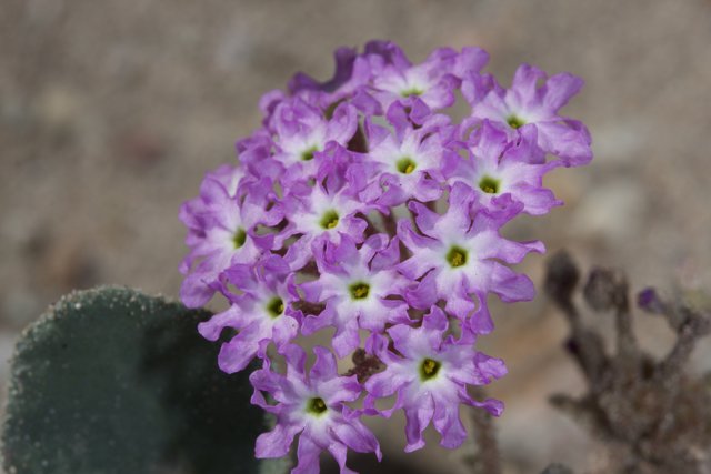 Purple Geranium Blossom