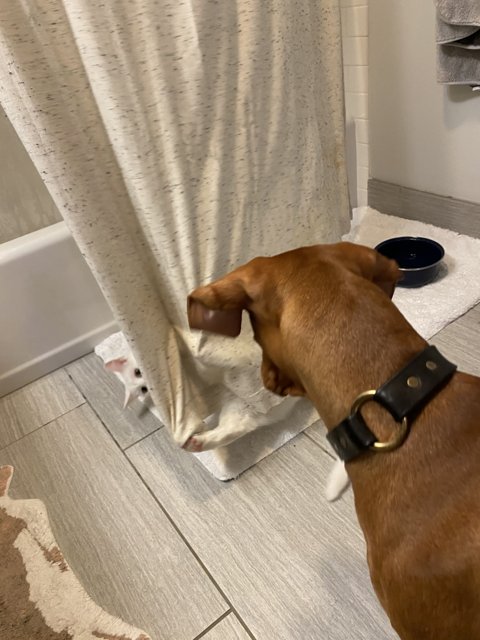 Inquisitive Basenji Investigates Shower Curtain