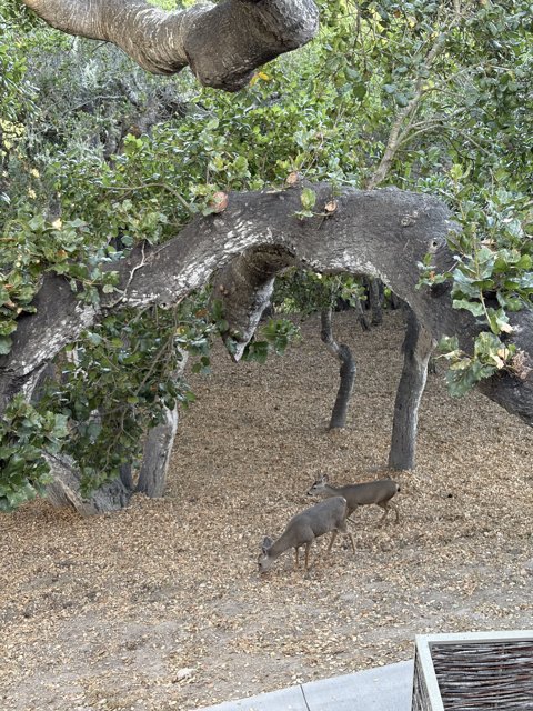 Woodland Harmony