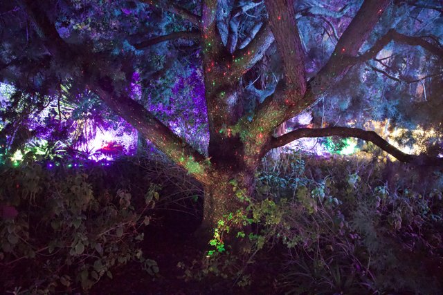 Enchanted Arboreal Glow