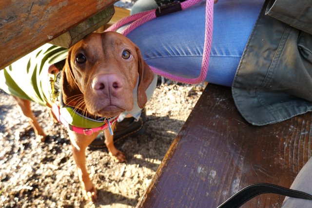 Rescue Dog Under Picnic Table Outdoors