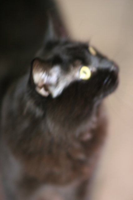 Inquisitive Black Cat