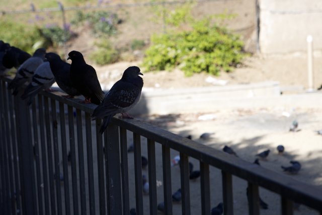 Feathered Friends on the Railing