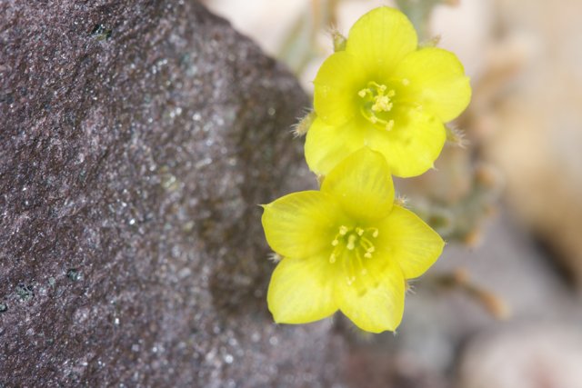 Sunny Blooms on the Rocks