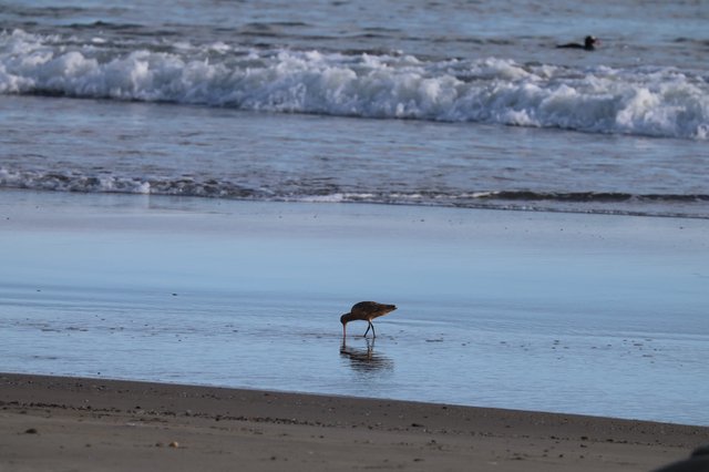 Shorebird Foraging in Shallow Surf at Twilight