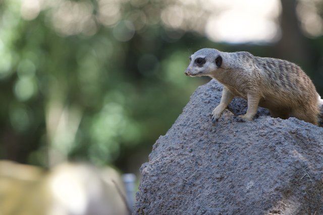 Meerkat on the Lookout