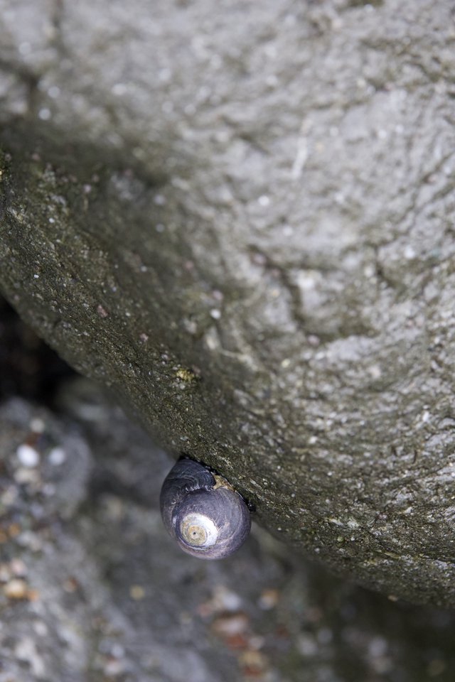 Periwinkle Snail Clinging to Rocky Coastal Boulder