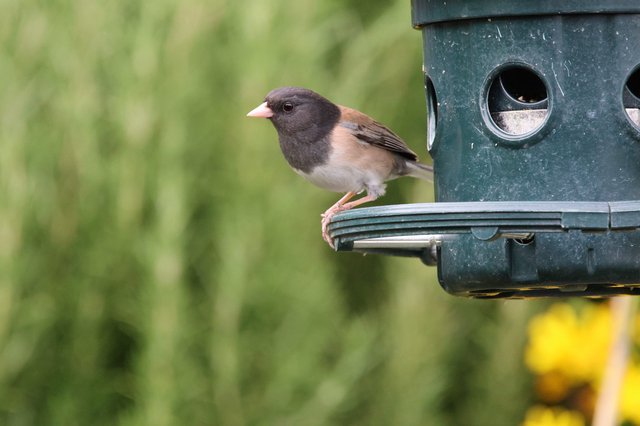 Dark-eyed Junco at Green Tube Feeder