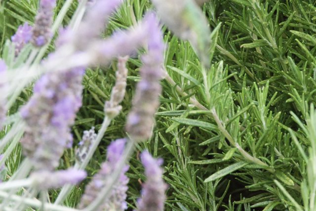 Aromatic Symphony: Lavender and Rosemary
