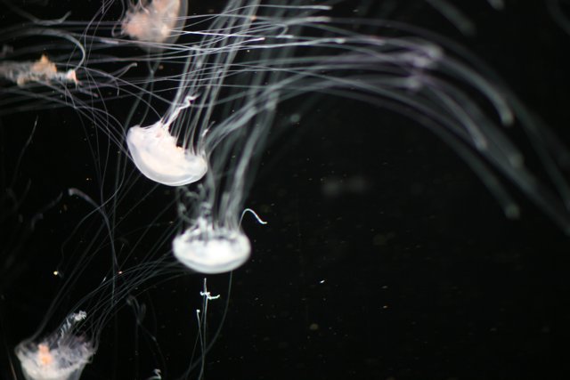 Dancing in the Sea: A group of jellyfish