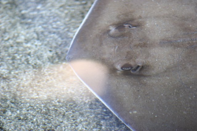 Up Close and Personal with a Stingray