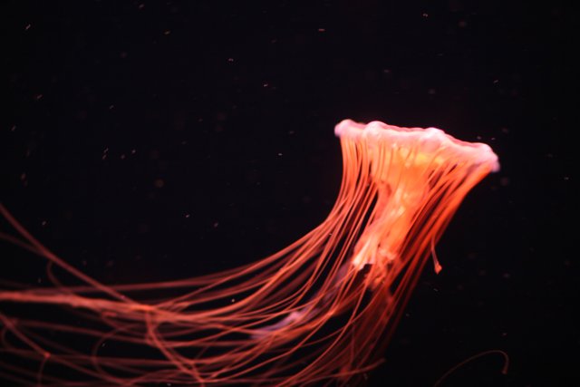 Radiant Red Jellyfish