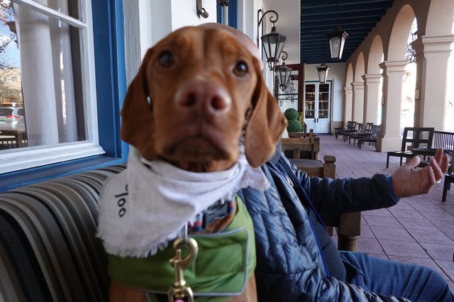 Dachshund in Winter Clothing on Historic Porch