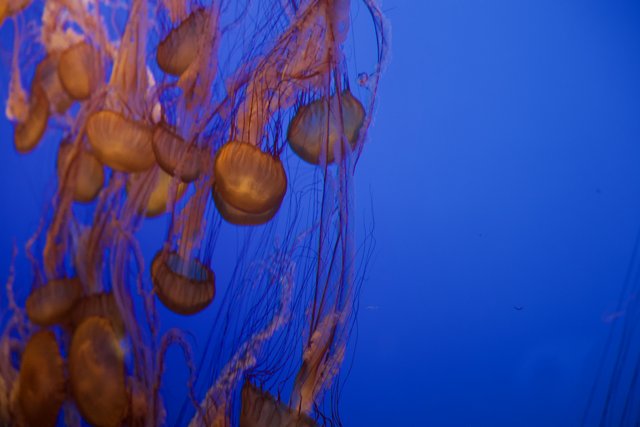 Underwater Ballet- The Dance of the Jellyfish