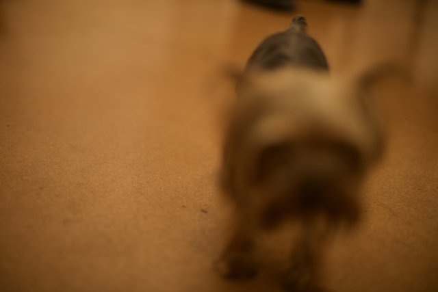 Terrier Pup on Hardwood Floors