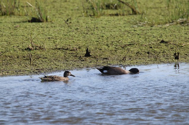 Northern Shoveler Ducks Foraging in Wetland Shallows