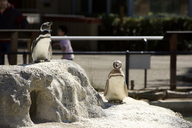 Penguins Among the Rocks at SF Zoo